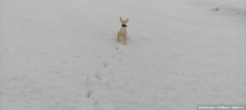 Это звонок ночной, это Снежок весной (фото 3)