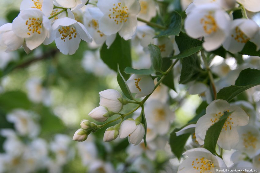 Летняя Карина — Куклы Paola Reina (Паола Рейна): новинки (фото 9)