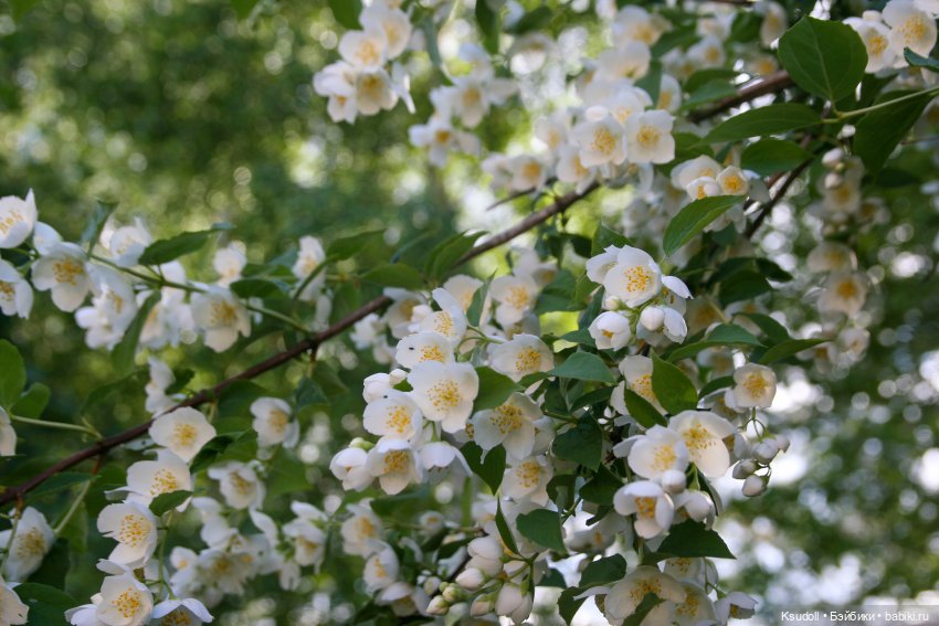 Летняя Карина — Куклы Paola Reina (Паола Рейна): новинки (фото 5)