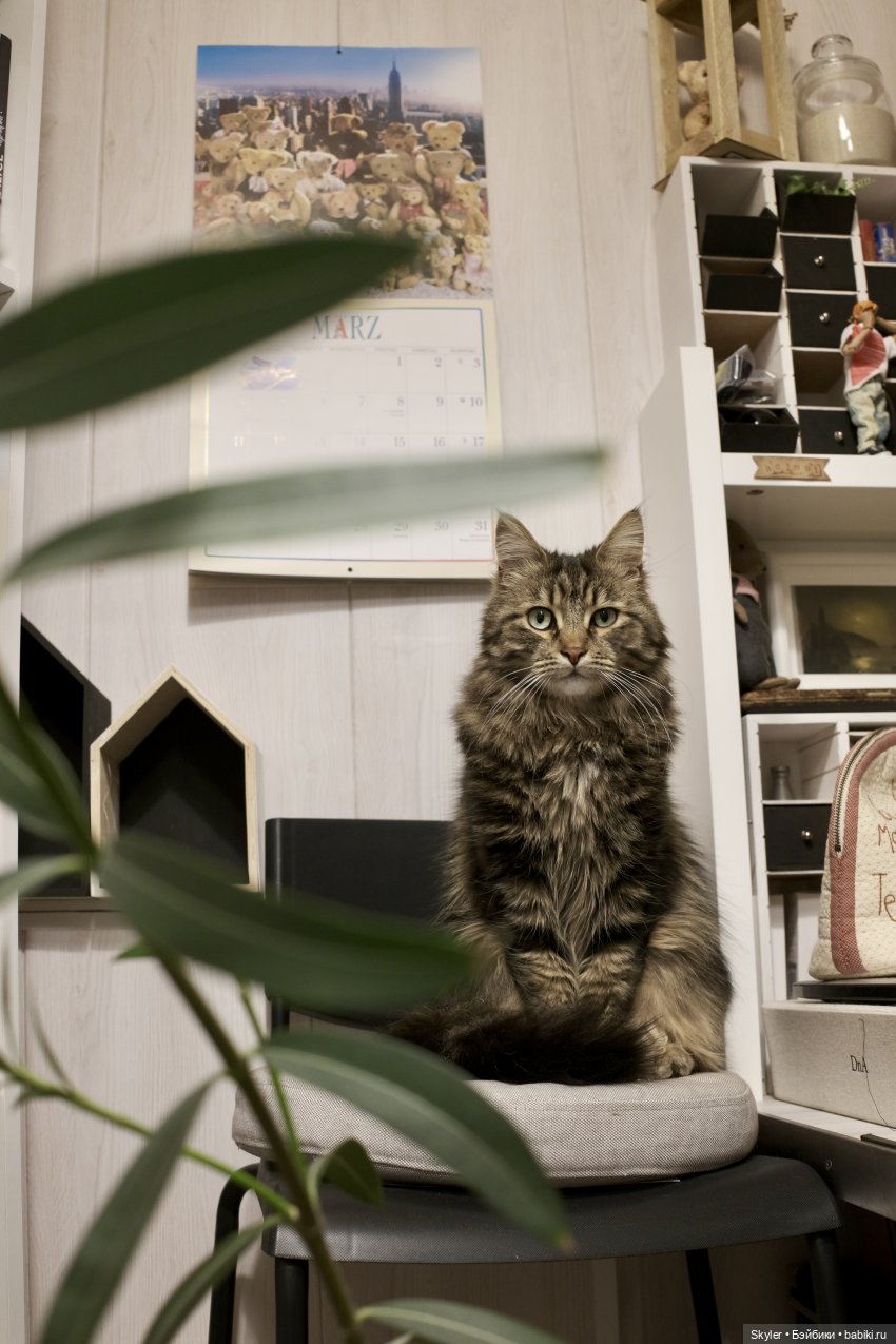 Как у вас живут куклы — Домашние коллекции кукол: фото собраний