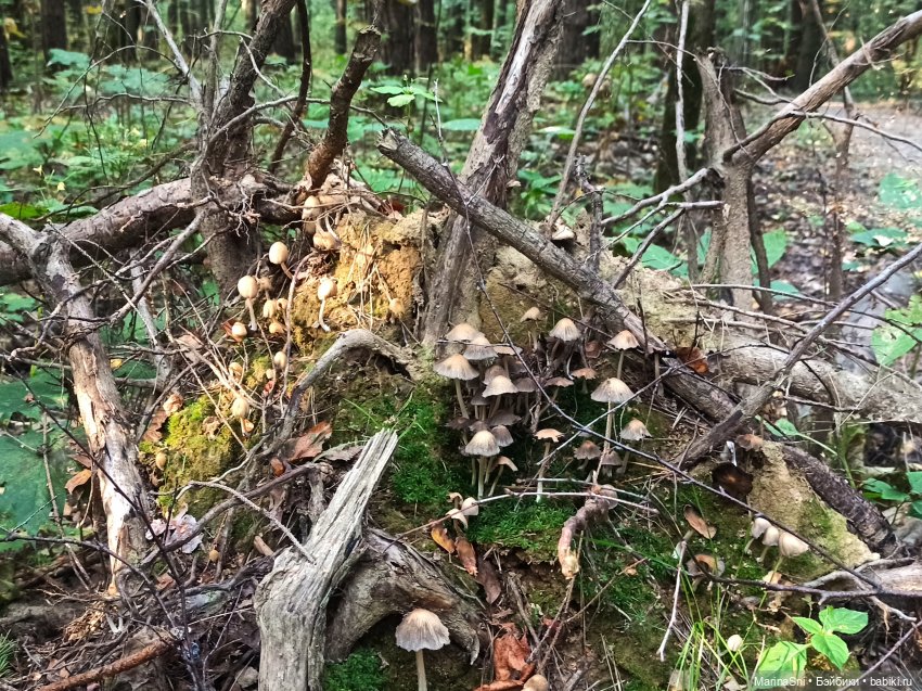 Алика и платье-мухомор — Игровые куклы Zwergnase (Цвергназе) Junior: Джуниор