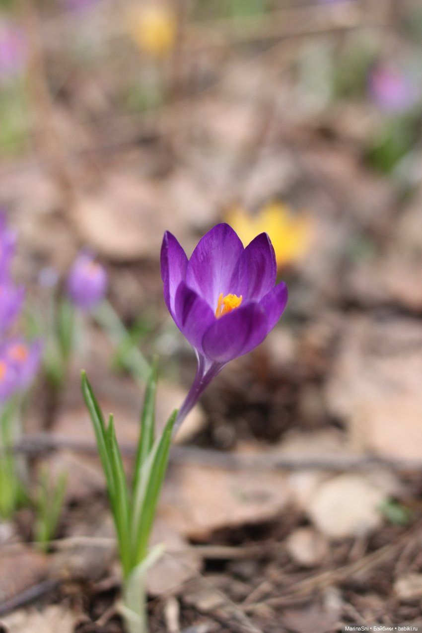 Цветы и монстры — Игровые куклы разных производителей (Разное): редкие бренды