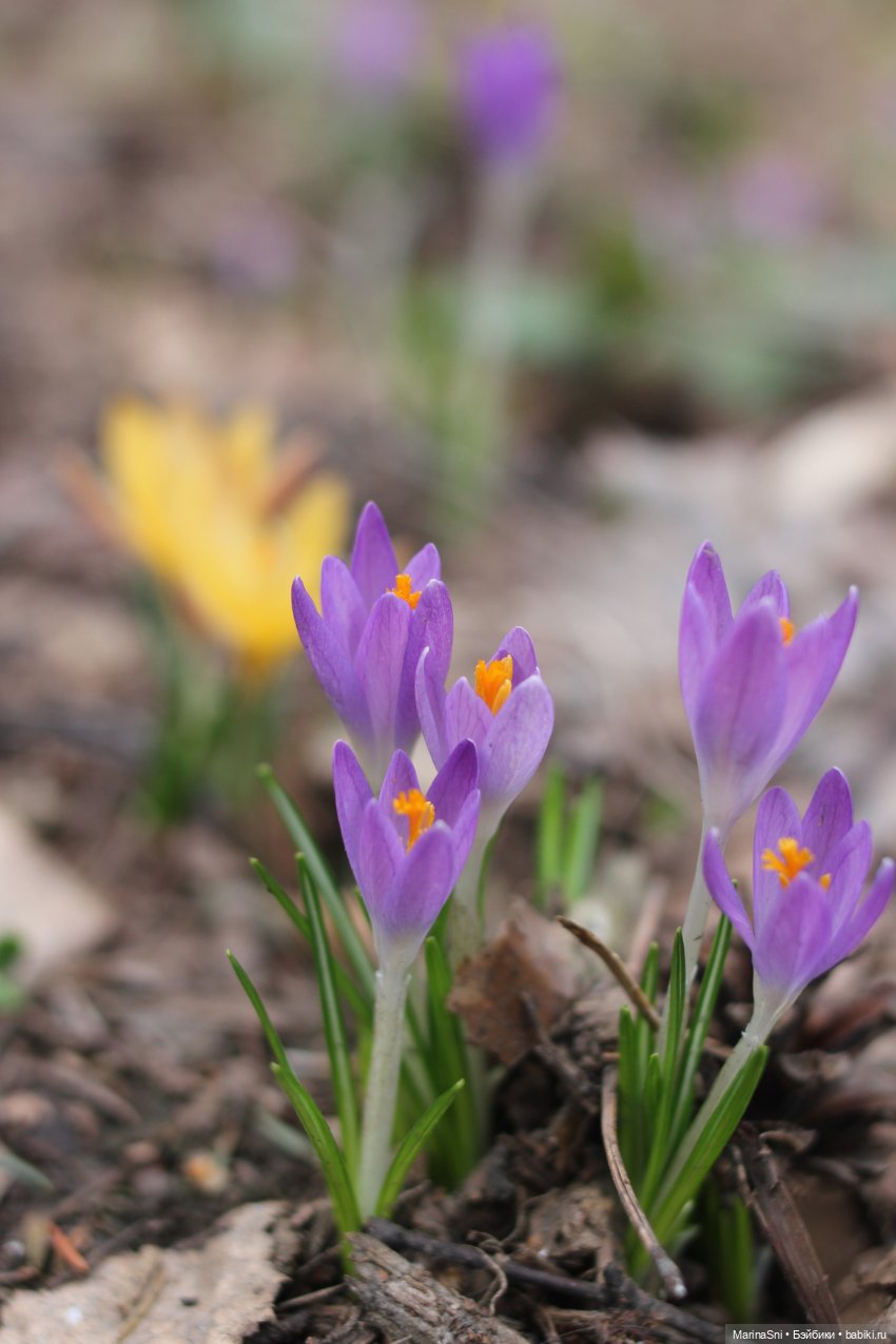Цветы и монстры — Игровые куклы разных производителей (Разное): редкие бренды
