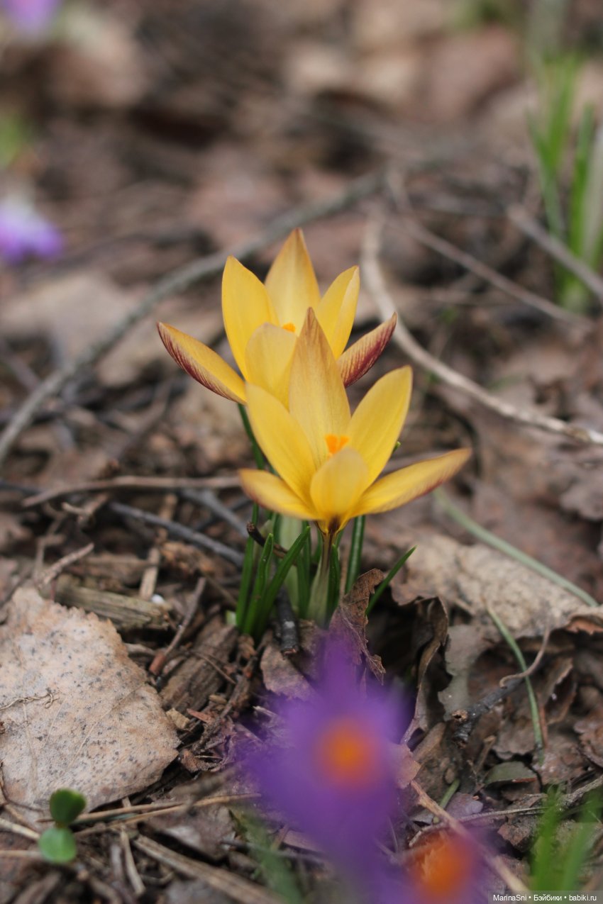 Цветы и монстры — Игровые куклы разных производителей (Разное): редкие бренды