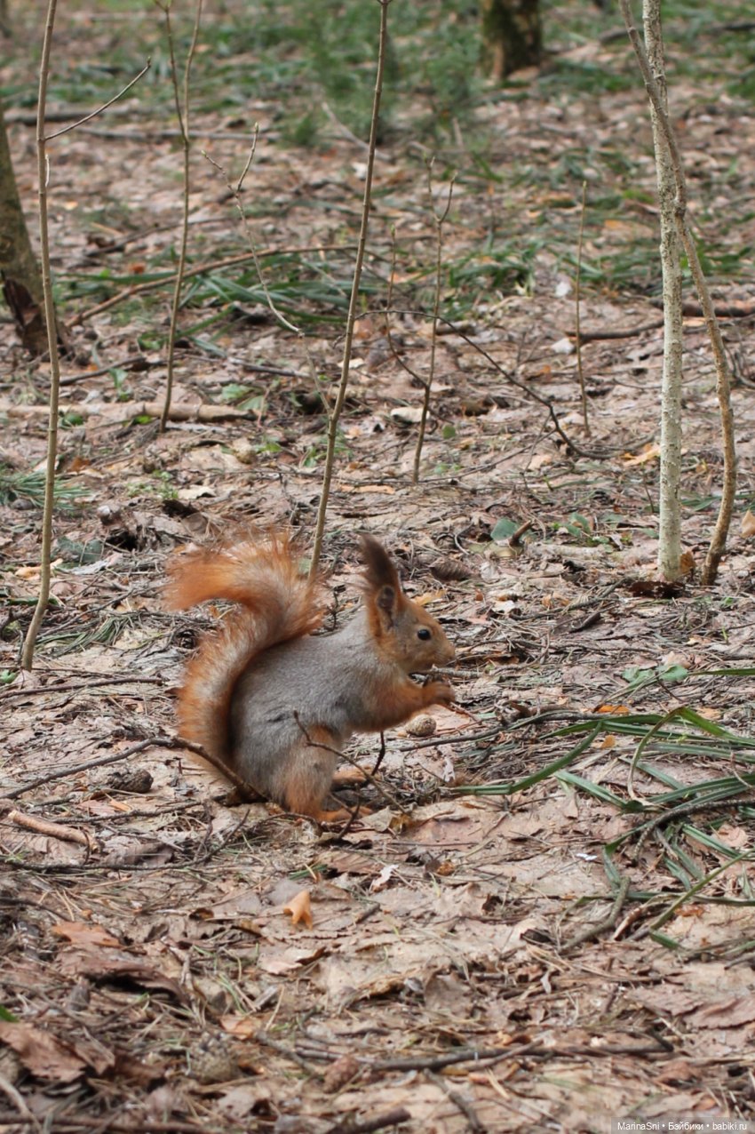 Цветы и монстры — Игровые куклы разных производителей (Разное): редкие бренды