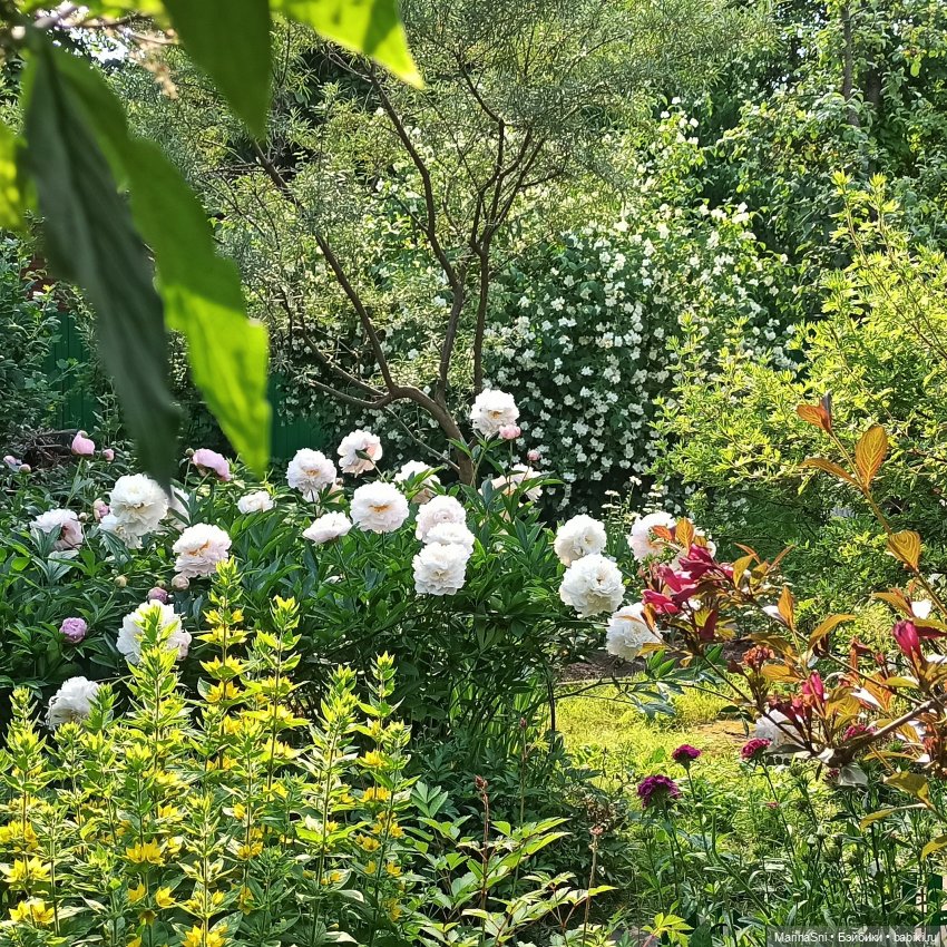 Зоя в саду — Куклы Strawberry Planet: Redberry