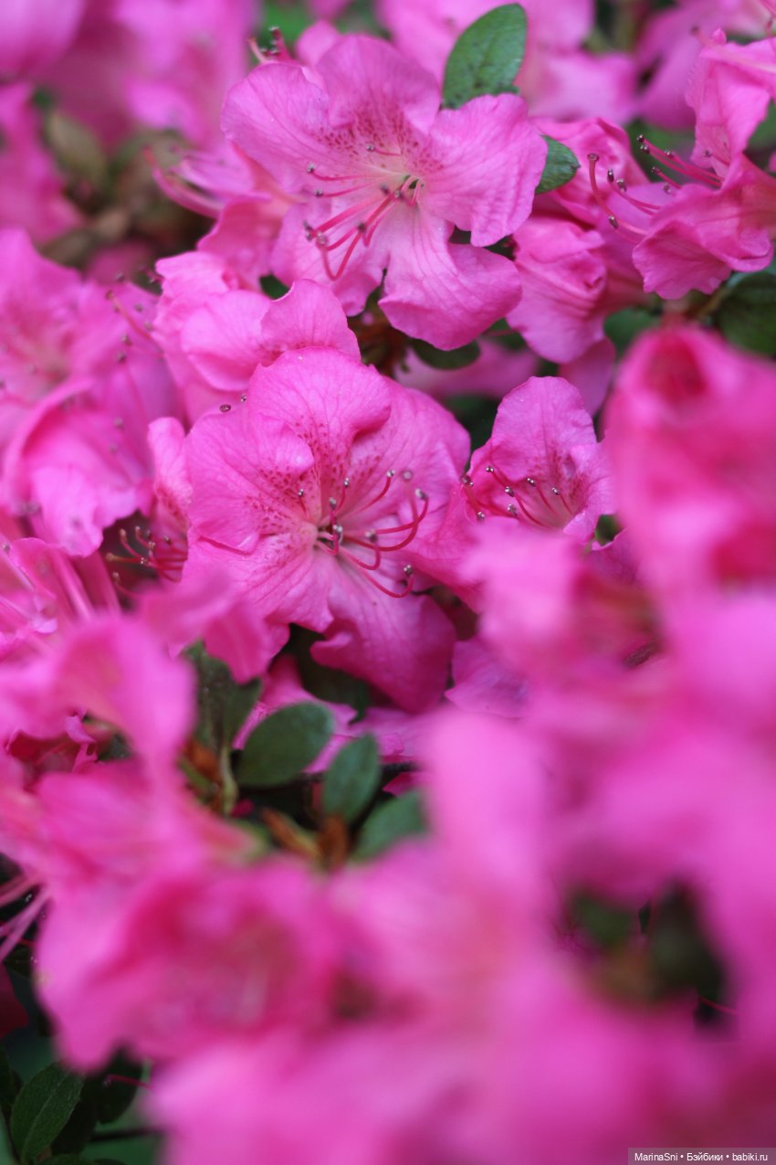 Новая ягодка, розовенькая Redberry (фото 5)