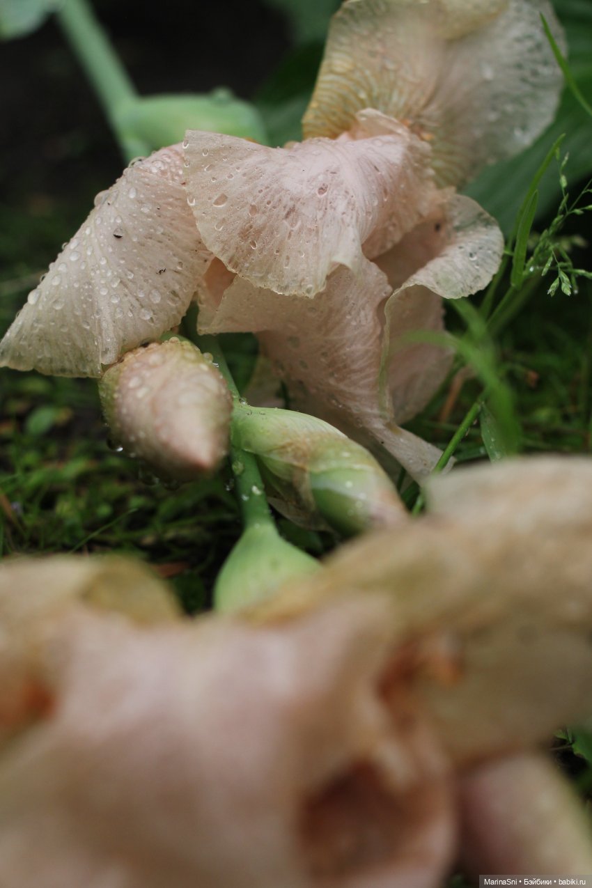 Сад после дождя — Куклы Strawberry Planet: Redberry (фото 10)