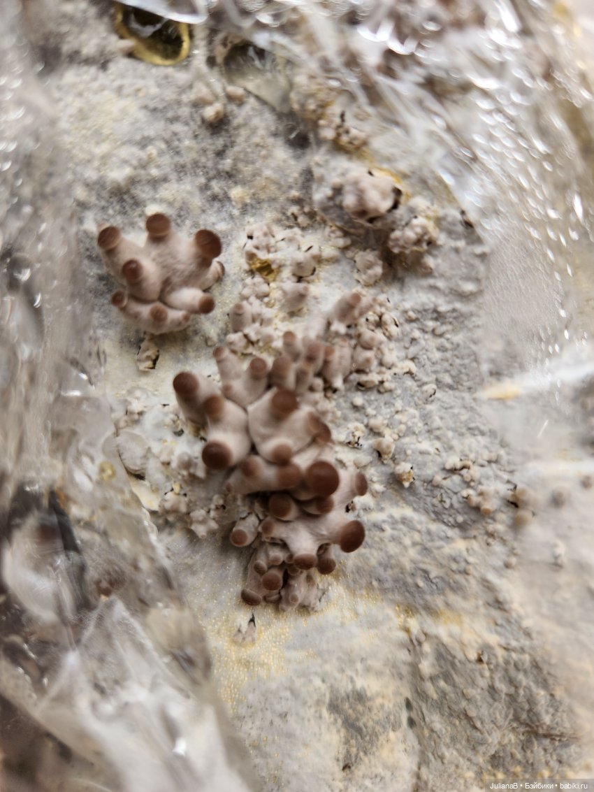 Про грибы — Домашние фото авторских игрушек: Тедди