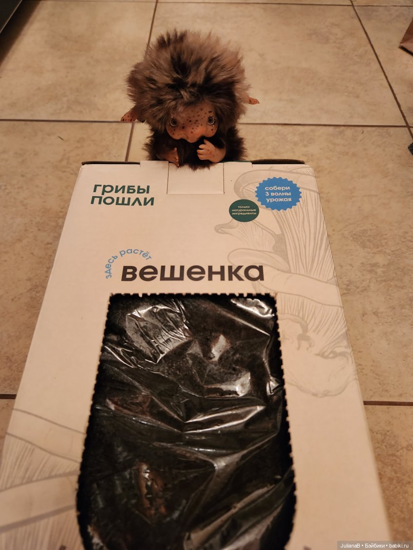 Про грибы — Домашние фото авторских игрушек: Тедди