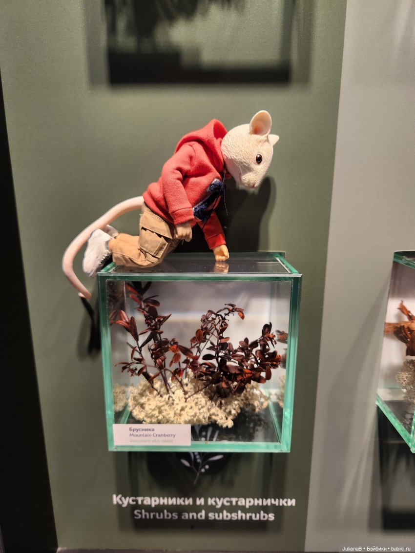 Мышь лабораторная. Кольский полуостров 2