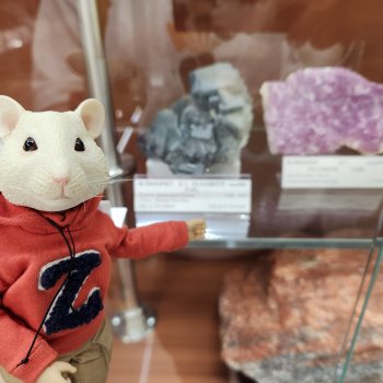 Мышь лабораторная. Кольский полуостров 2