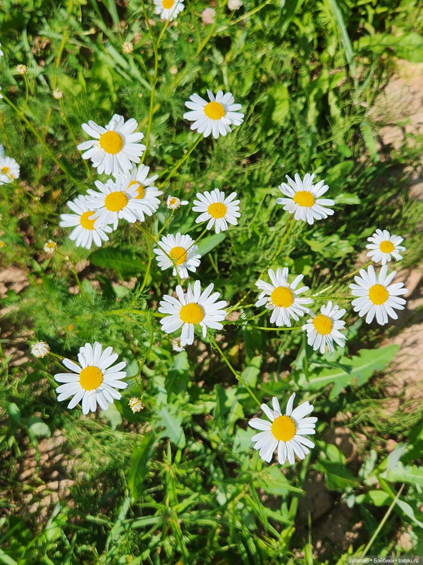 Мышь лабораторная. Выходной