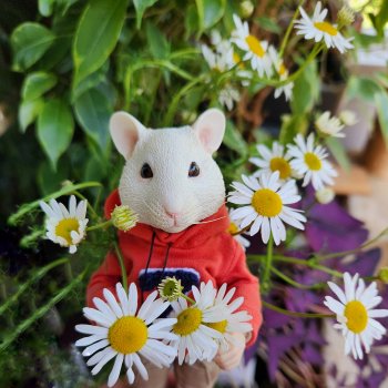 Мышь лабораторная. Выходной