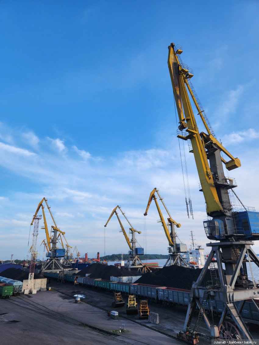 Мышь лабораторная. Выборг