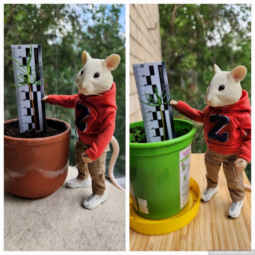 Мышь лабораторная. Как я провёл лето