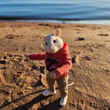 Мышь лабораторная. Карелия. Онега