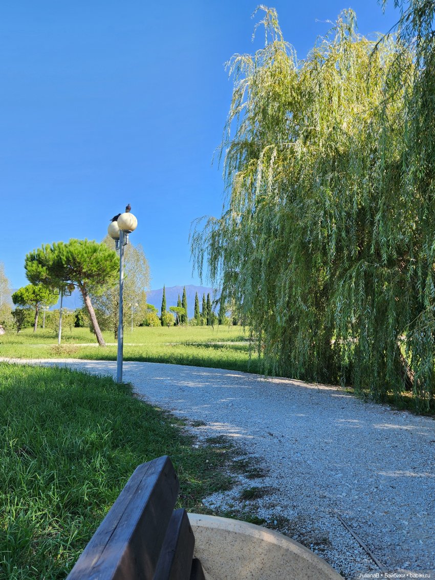 Мышь лабораторная. Сочи, Сириус, прогулка