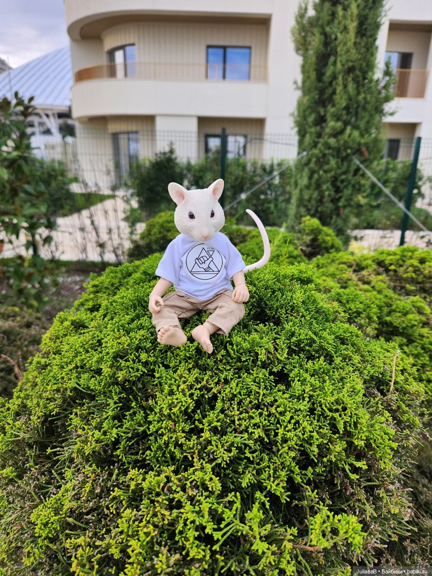 Мышь лабораторная. Сочи, Сириус, прогулка