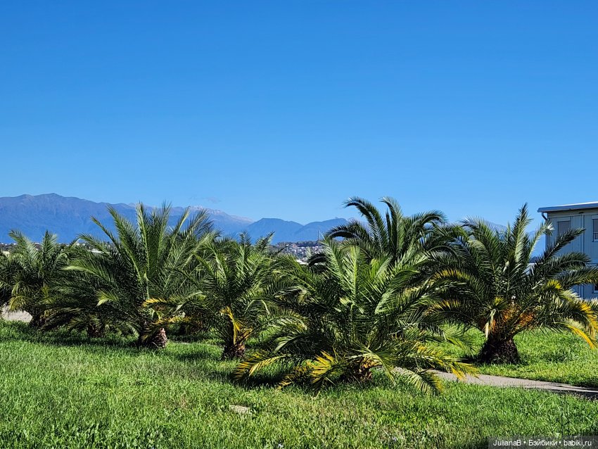 Мышь лабораторная. Сочи, Сириус