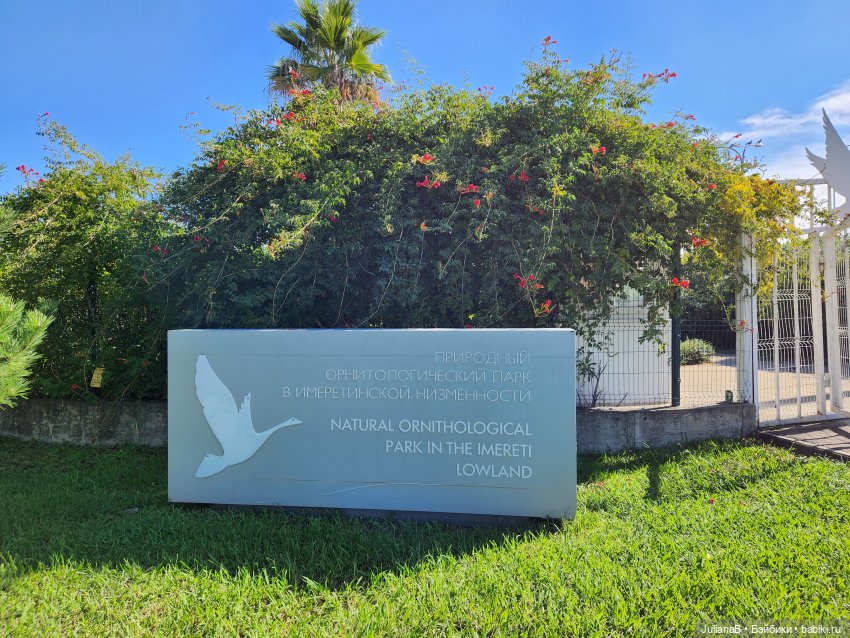 Мышь лабораторная. Сочи, Сириус, прогулка