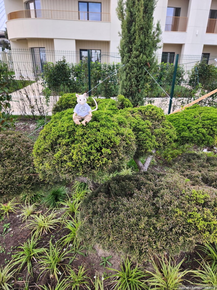 Мышь лабораторная. Сочи, Сириус, прогулка