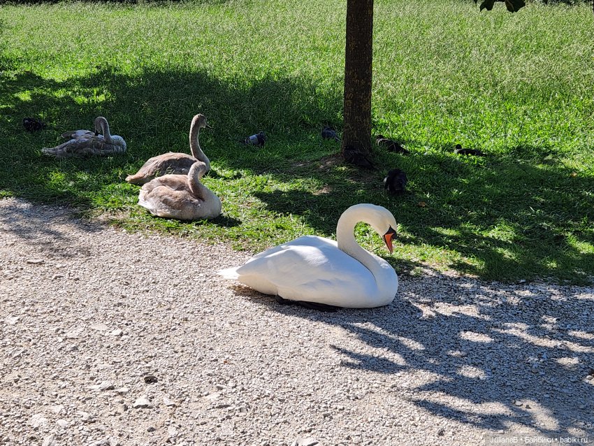 Мышь лабораторная. Сочи, Сириус, прогулка