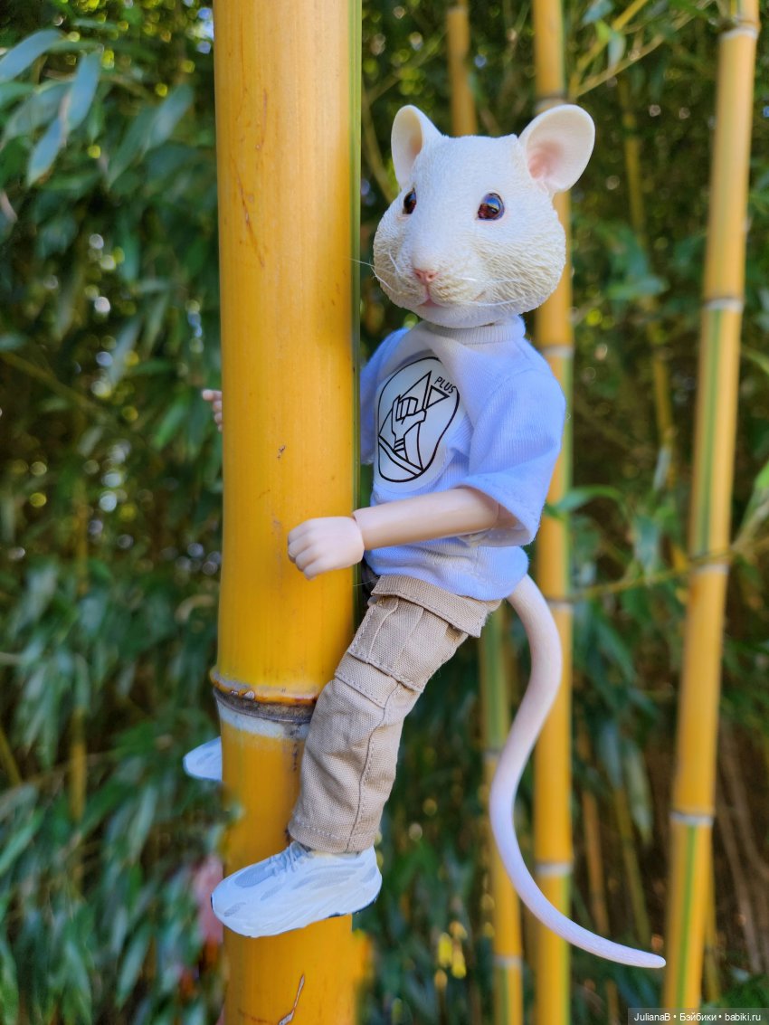 Мышь лабораторная. Сочи, Сириус, прогулка