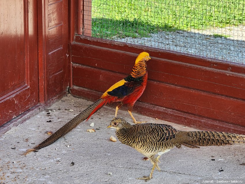 Мышь лабораторная. Сочи, Сириус, прогулка
