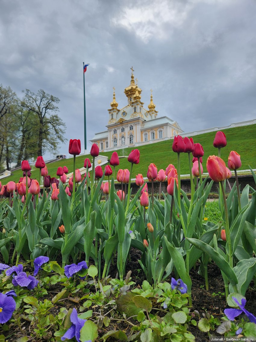 Мышь лабораторная. СПб. Невский конгресс