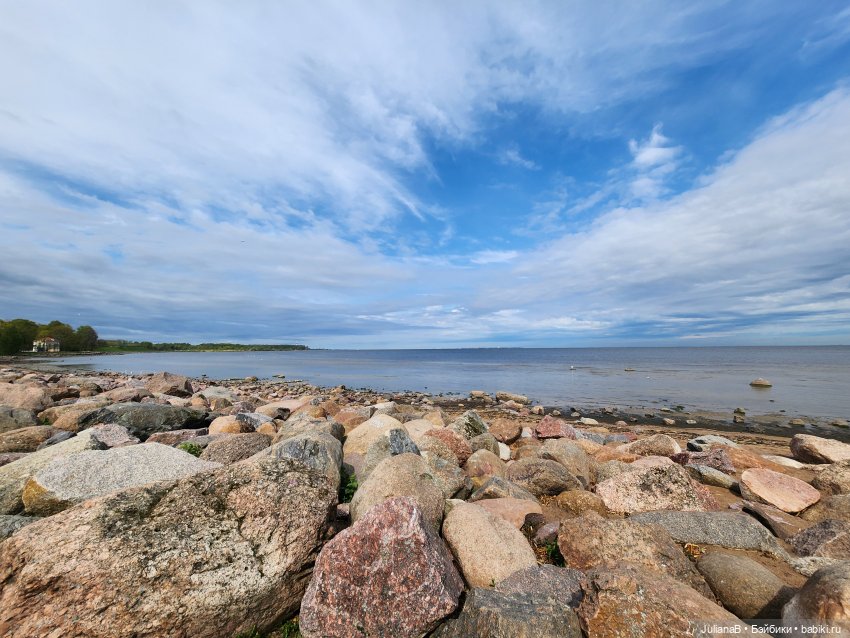 Мышь лабораторная. СПб. Невский конгресс (фото 9)