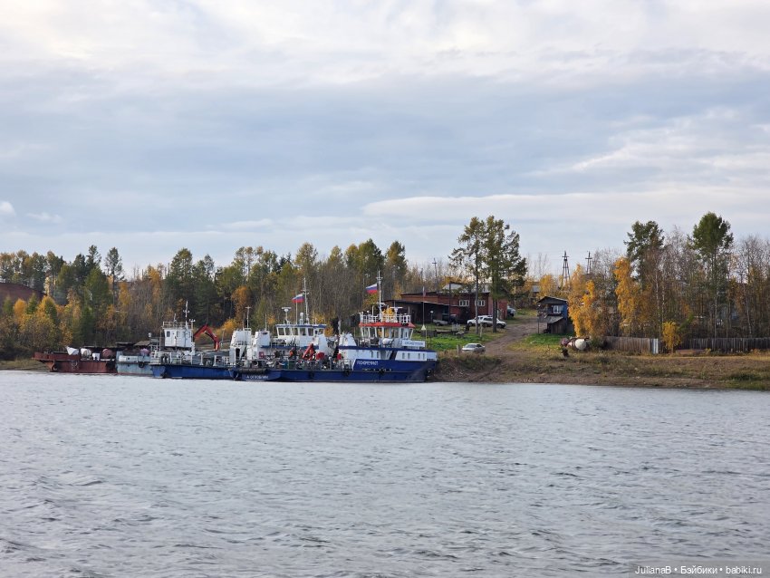 Мышь лабораторная. Братск