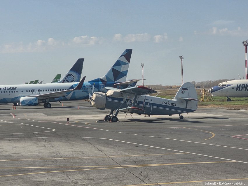 Мышь лабораторная. Братск