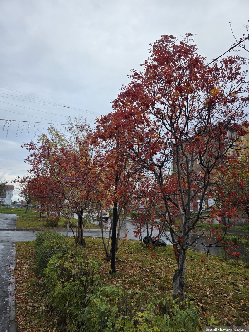 Мышь лабораторная. Братск