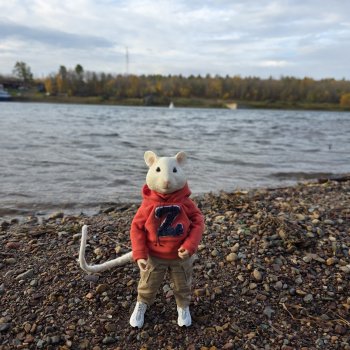 Мышь лабораторная. Братск