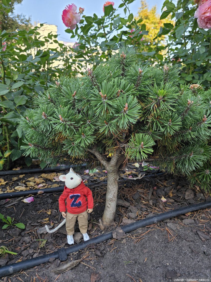 Мышь лабораторная. Воронеж 1 (фото 9)