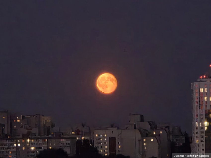 Мышь лабораторная. Воронеж 1