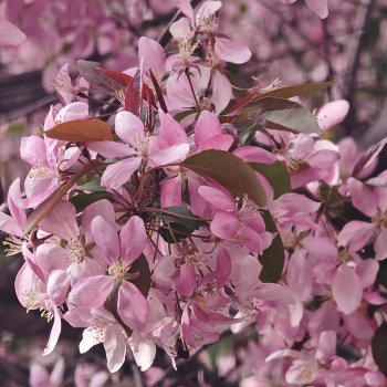 Несколько прогулок (в основном сегодня)