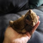 Миниатюрный медведь