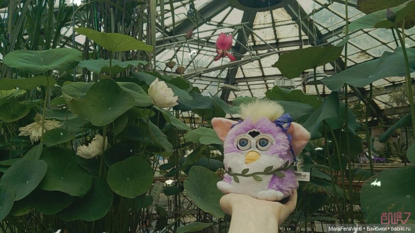 Как Амарантиновая Дилемма Серебристых Облаков провела лето (фото 7)