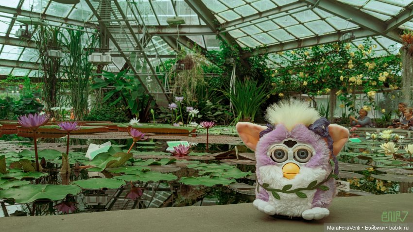 Как Амарантиновая Дилемма Серебристых Облаков провела лето (фото 9)