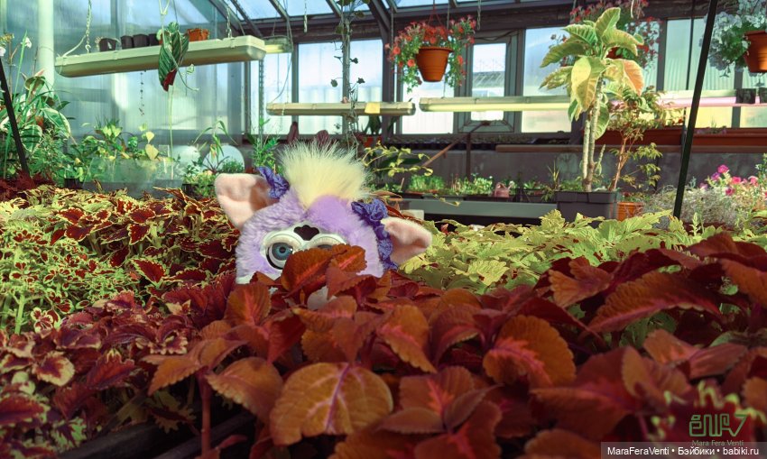 Фёрби Амарантиновая Дилемма в весеннем ботаническом саду (фото 9)