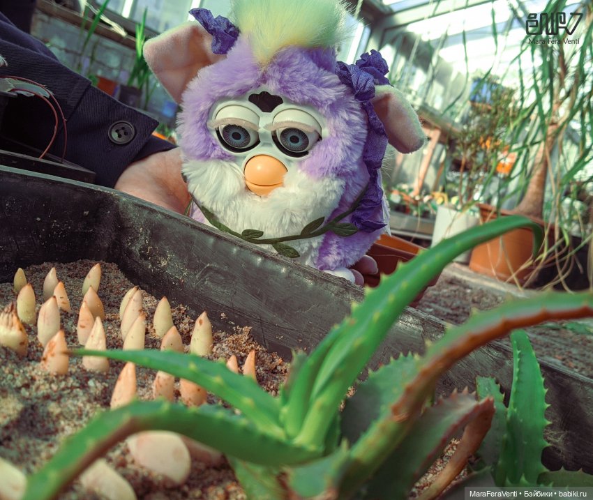 Фёрби Амарантиновая Дилемма в весеннем ботаническом саду (фото 7)