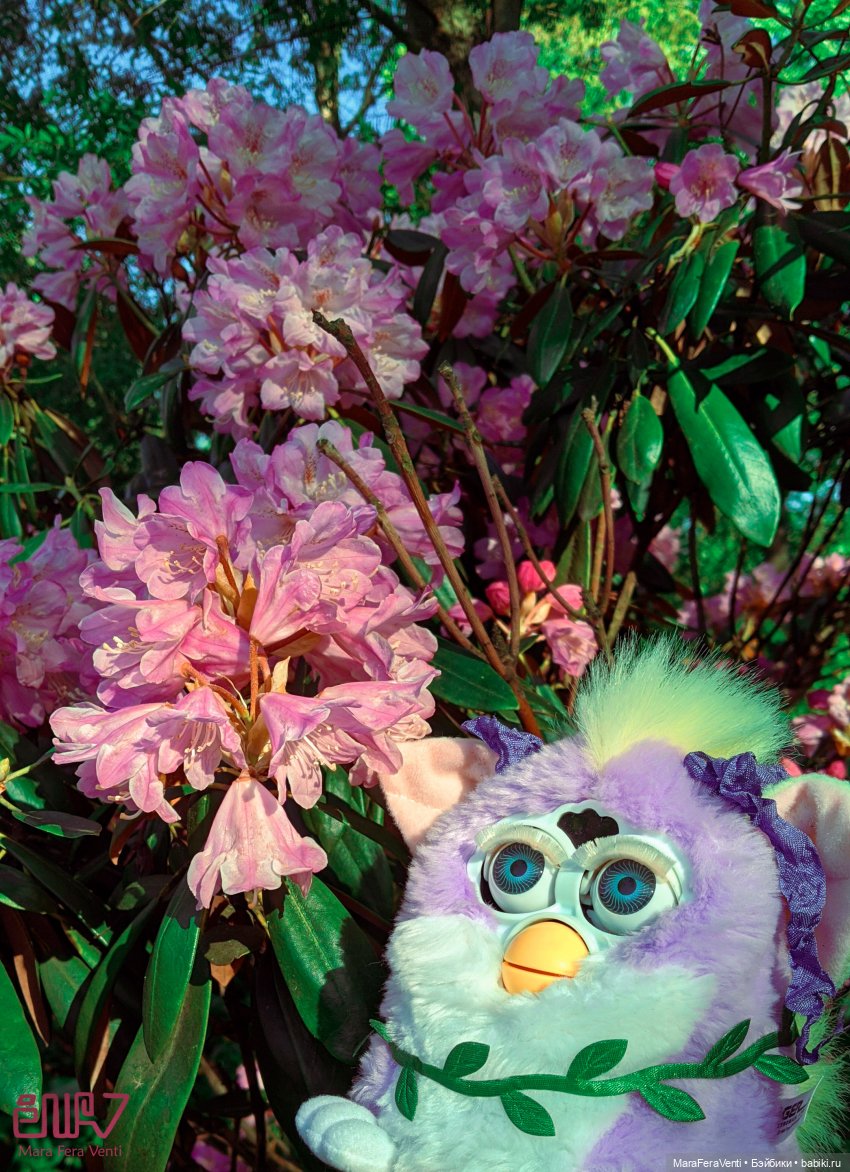 Фёрби Амарантиновая Дилемма в весеннем ботаническом саду