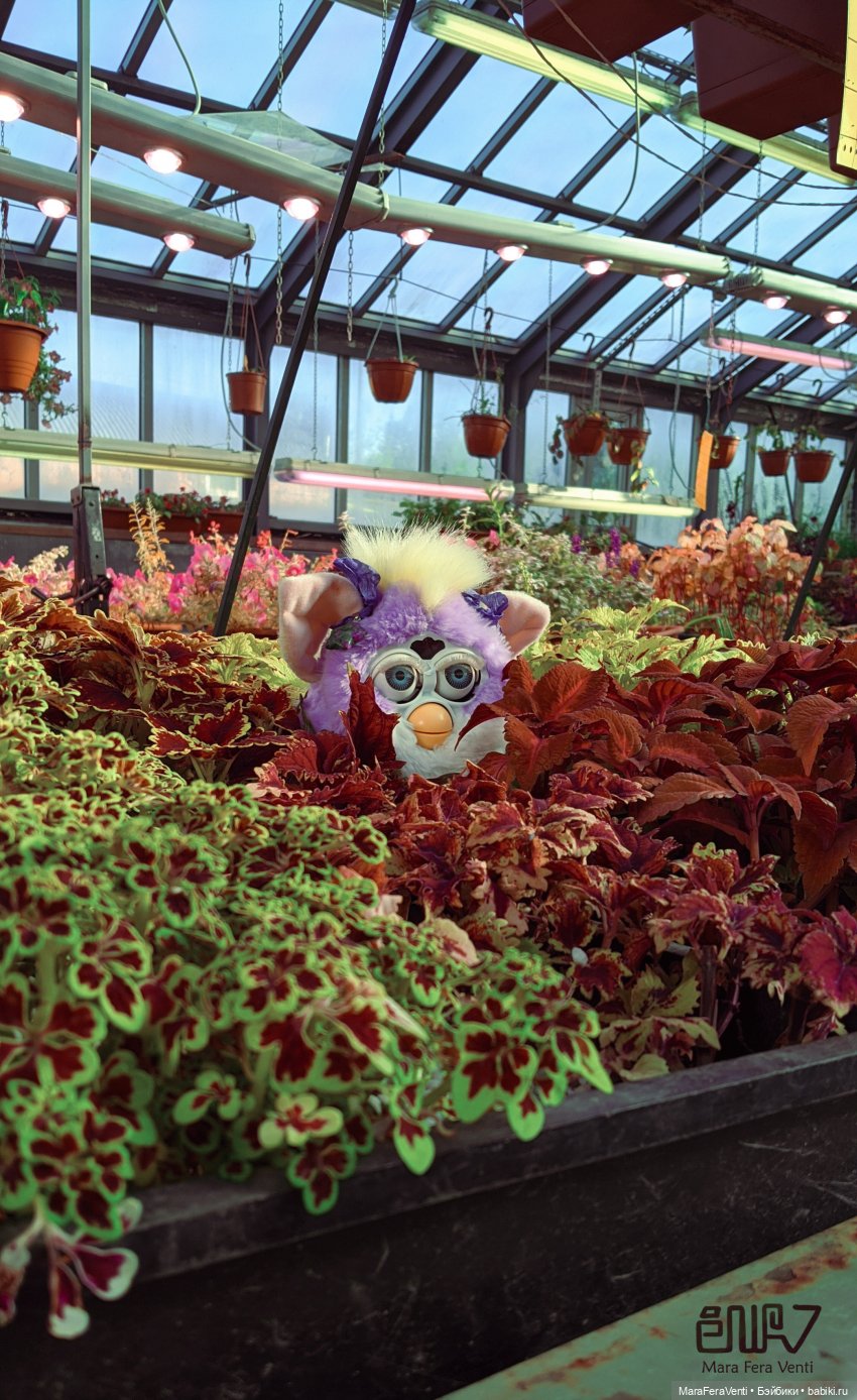 Фёрби Амарантиновая Дилемма в весеннем ботаническом саду (фото 8)