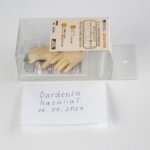 Продам части bjd Volks MSD Normal Skin 1/4