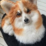 Варежки Корги