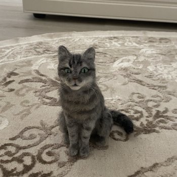 Котики-собачки:)