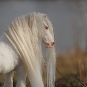 Весенний конь по кличке Пломбир