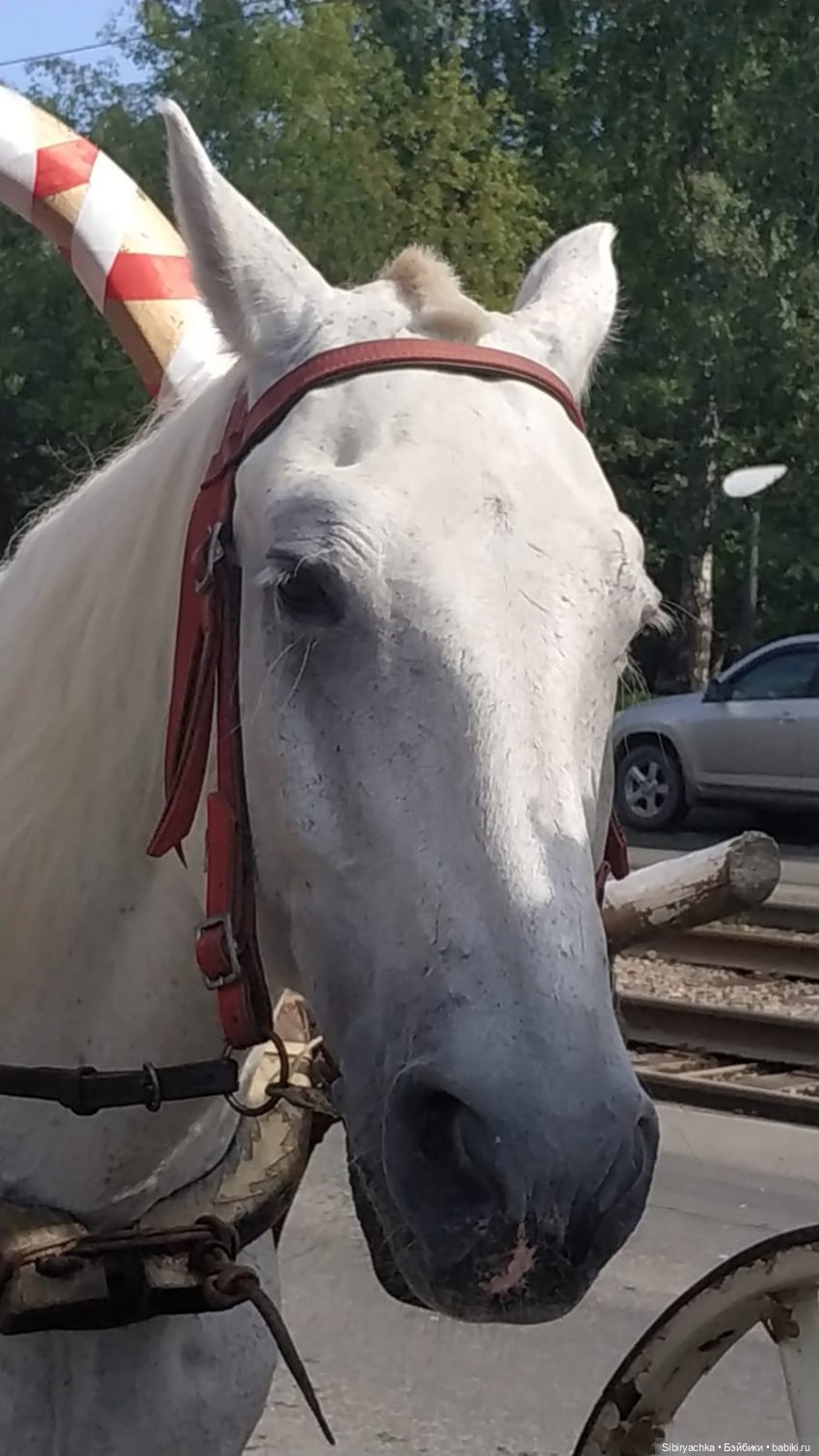 История о том, как Глаша и Луша отдыхали в Городском саду